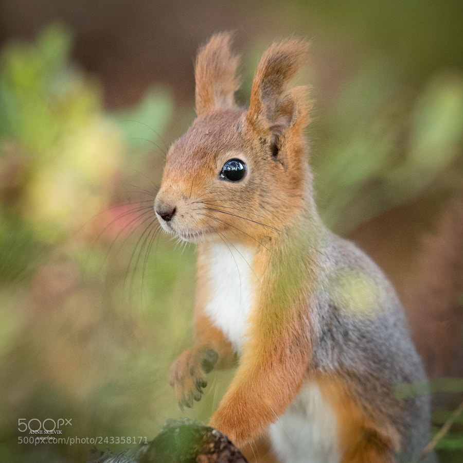 Canon EOS-1D X Mark II sample photo. Red squirrel photography