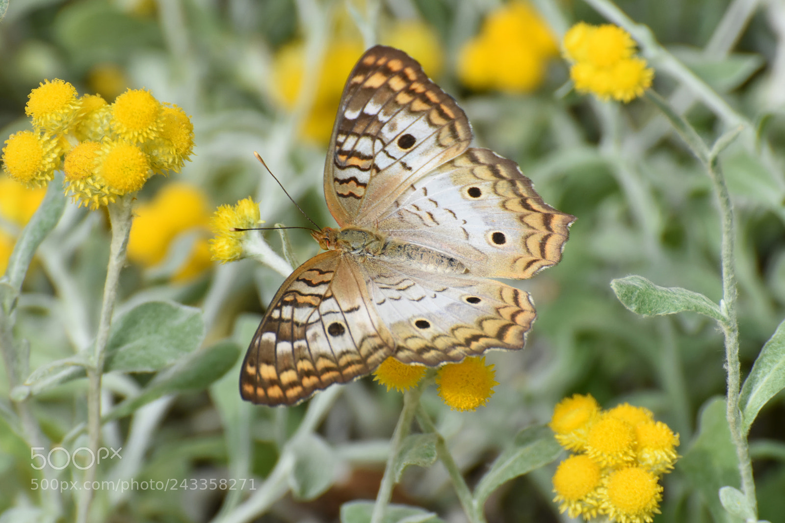Nikon D7200 sample photo. Butterfly 2017-184 photography