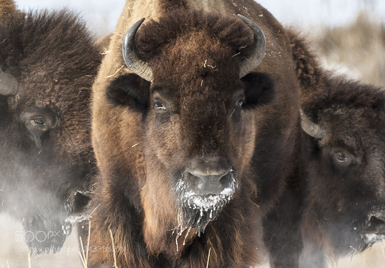 Canon EOS 7D Mark II sample photo. Buffalo in winter photography