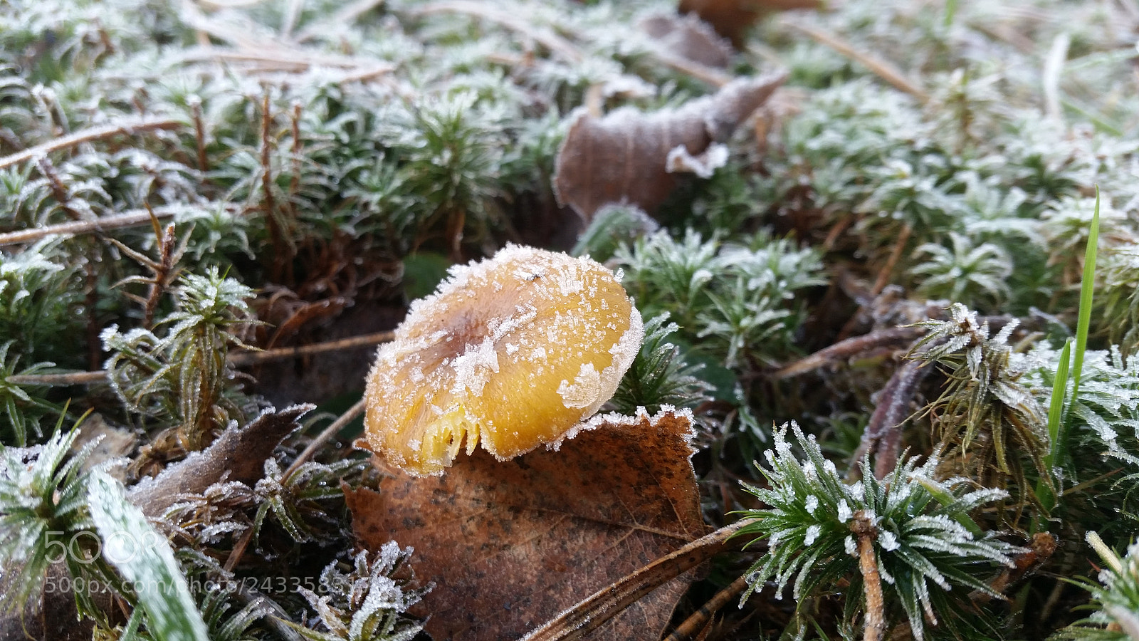 Samsung Galaxy S5 sample photo. Winter ? photography