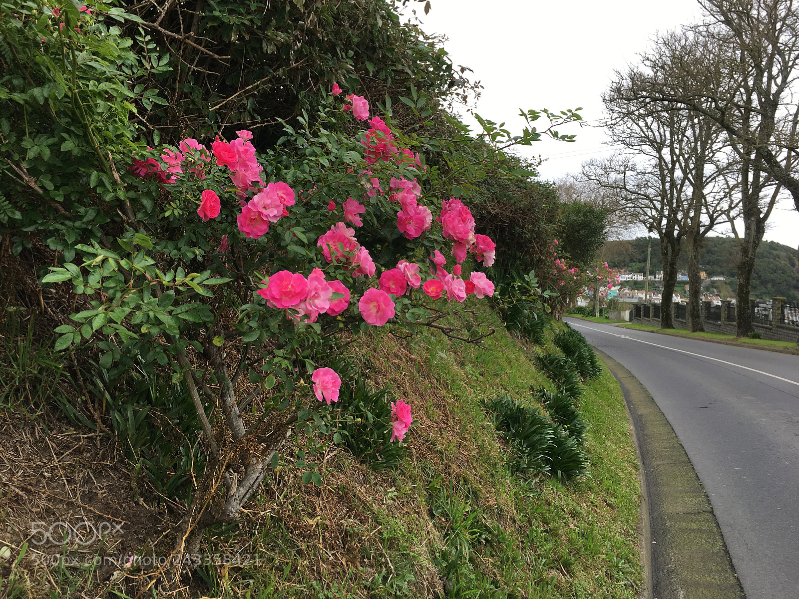 Apple iPhone 6s Plus sample photo. Untitled photography