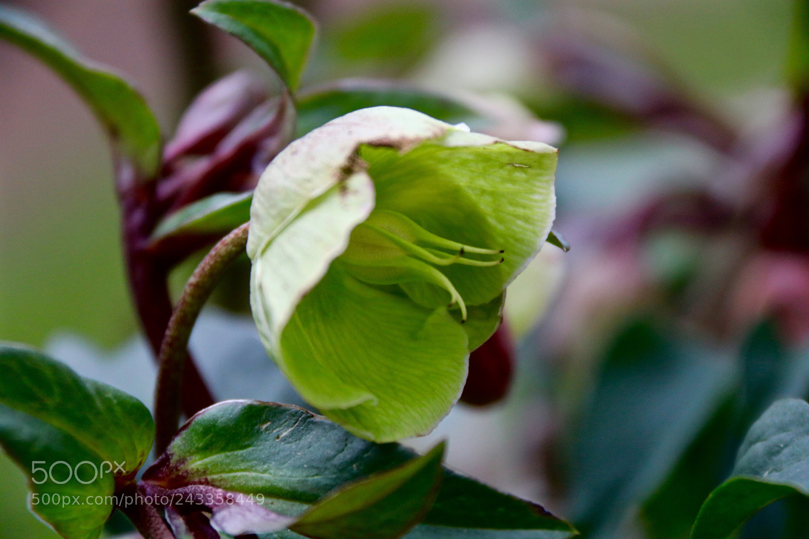 Canon EOS 750D (EOS Rebel T6i / EOS Kiss X8i) sample photo. Helleborus photography
