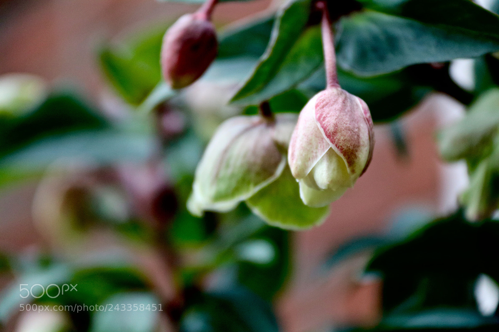 Canon EOS 750D (EOS Rebel T6i / EOS Kiss X8i) sample photo. Helleborus niger photography