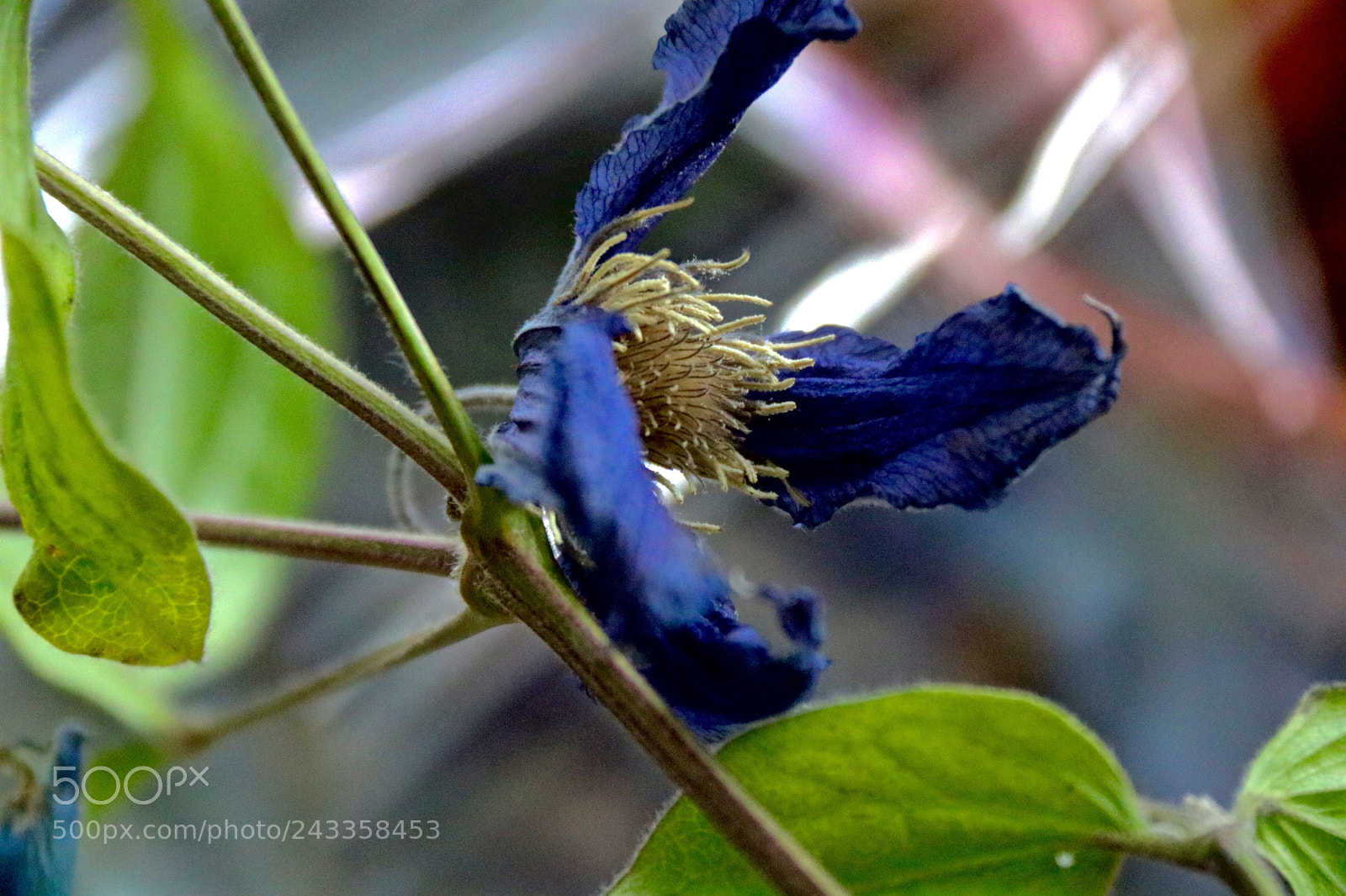 Canon EOS 750D (EOS Rebel T6i / EOS Kiss X8i) sample photo. Clematis photography