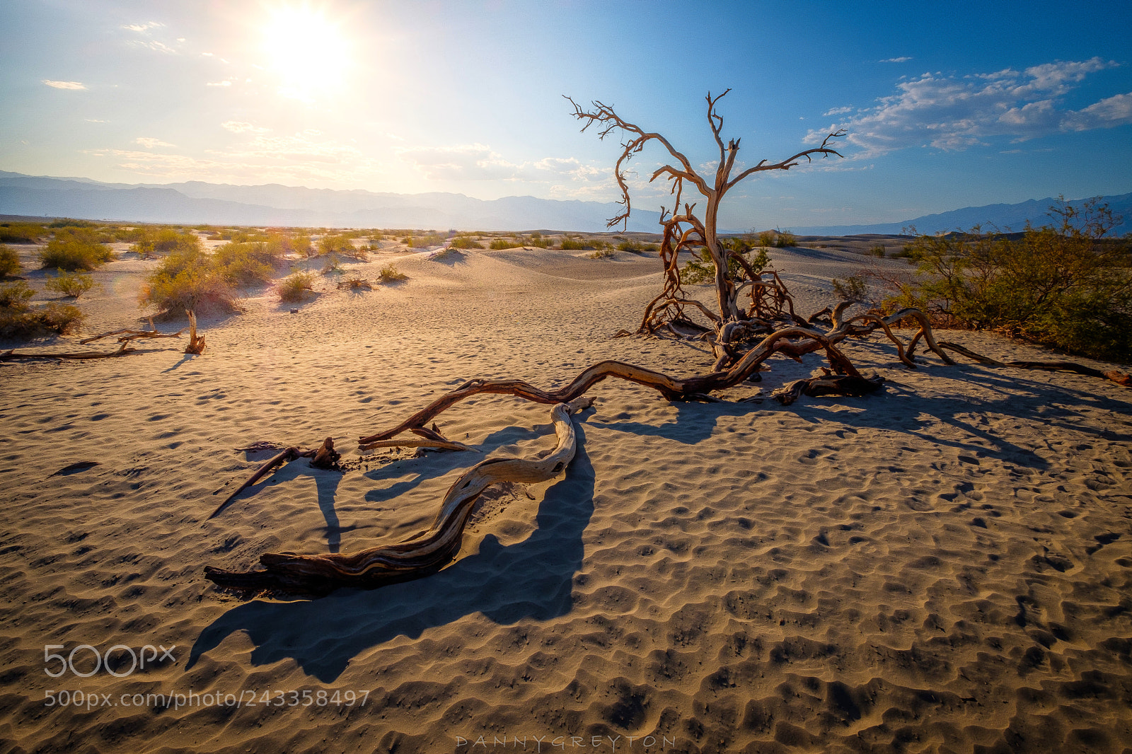 Fujifilm X-T2 sample photo. Dead tree in death photography