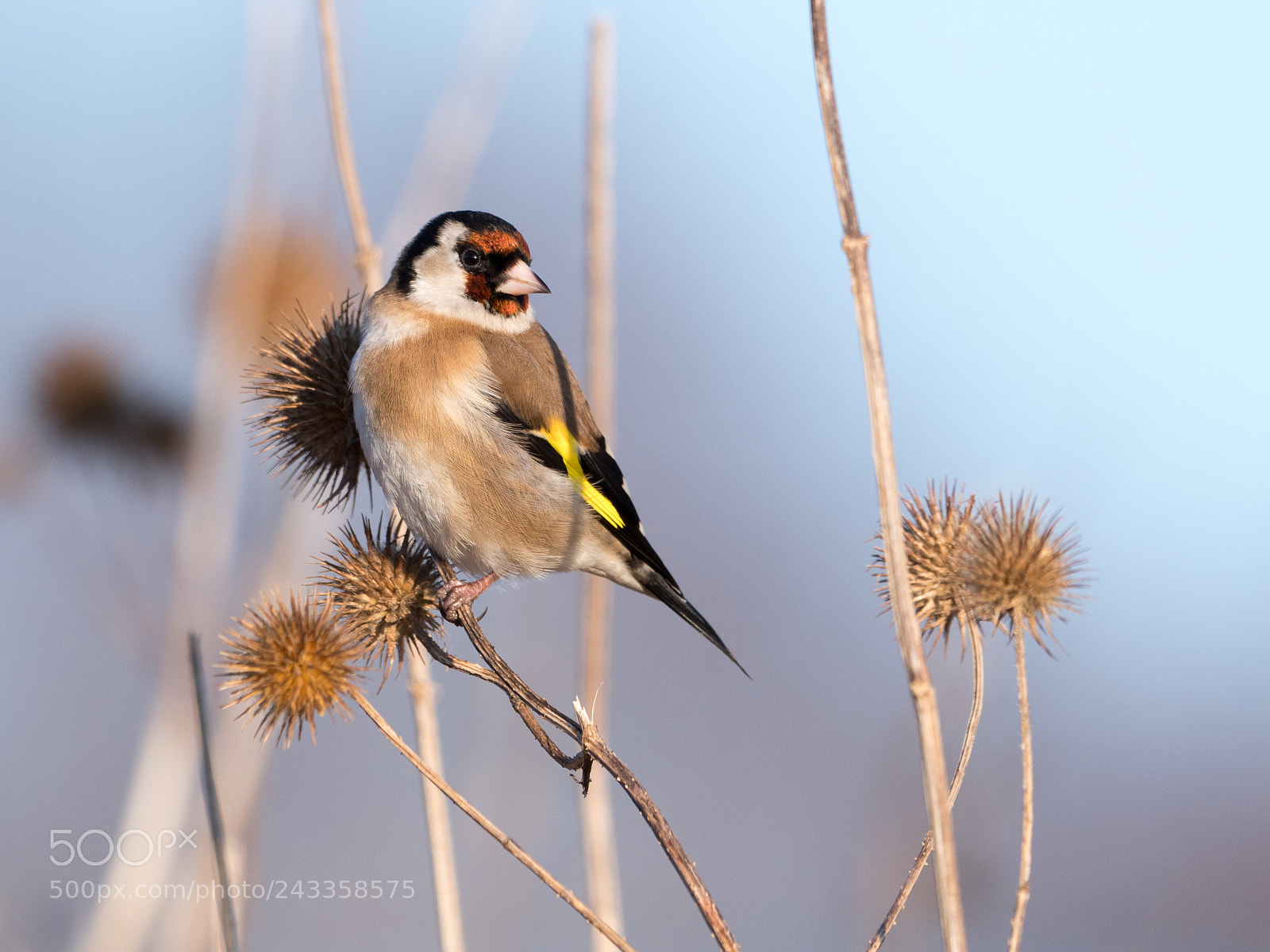 Olympus OM-D E-M1 Mark II sample photo. Goldfinch photography