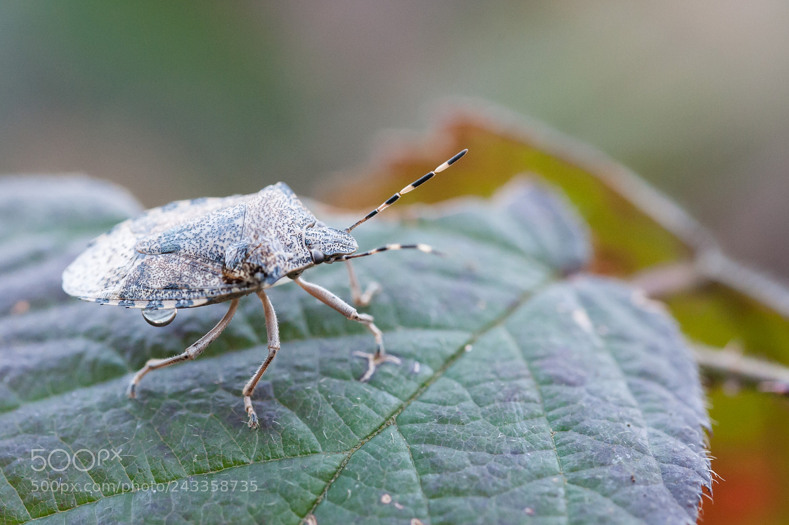 Nikon D700 sample photo. Halyomorpha halys photography