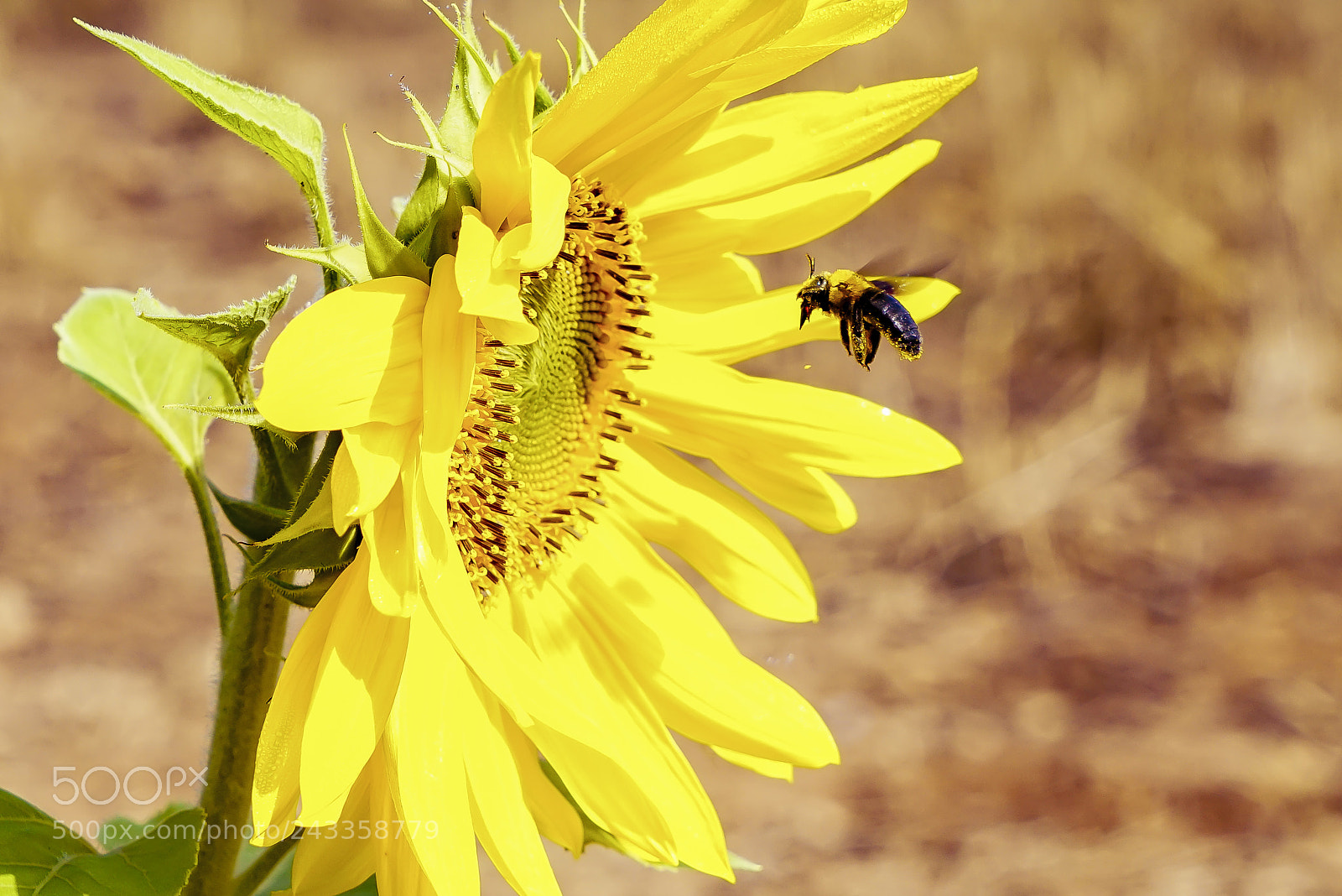 Sony a7R sample photo. Incoming photography