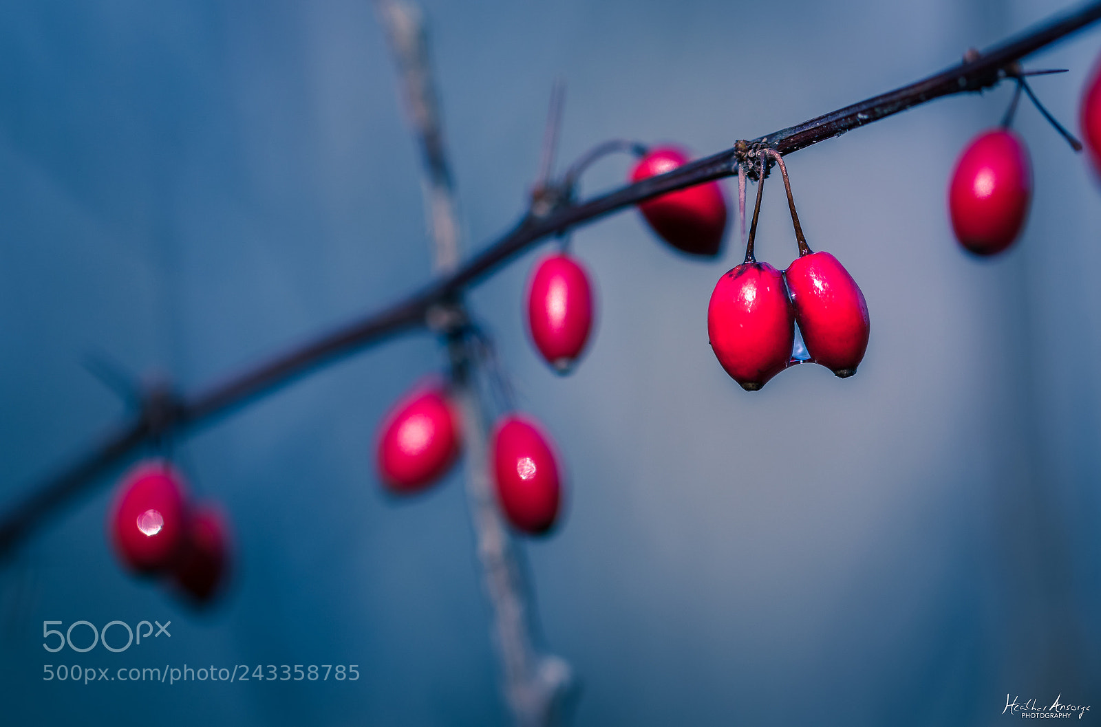 Canon EOS 7D Mark II sample photo. Winter berries photography