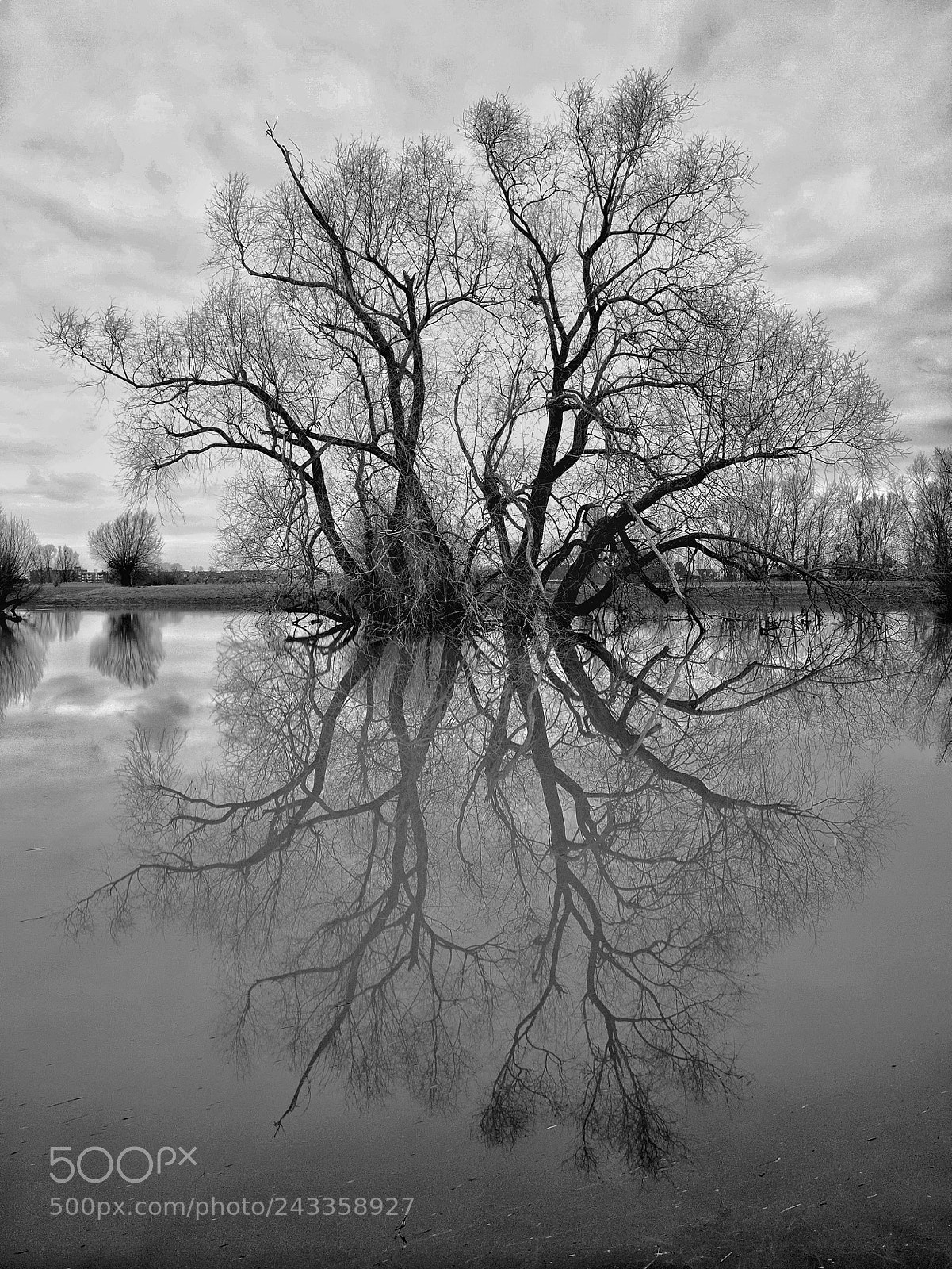 Olympus OM-D E-M1 sample photo. Baum photography