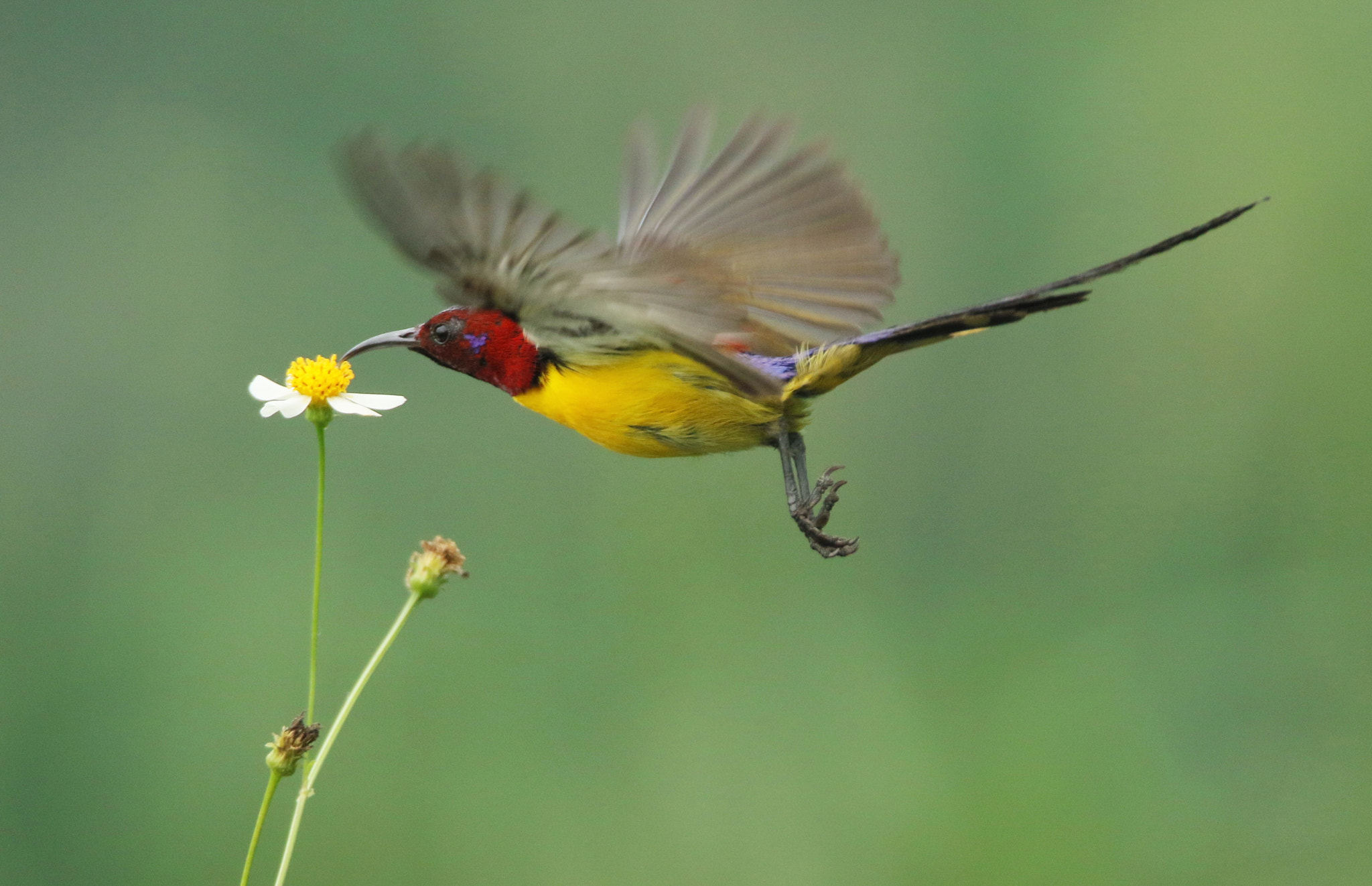 Tamron SP 150-600mm F5-6.3 Di VC USD sample photo