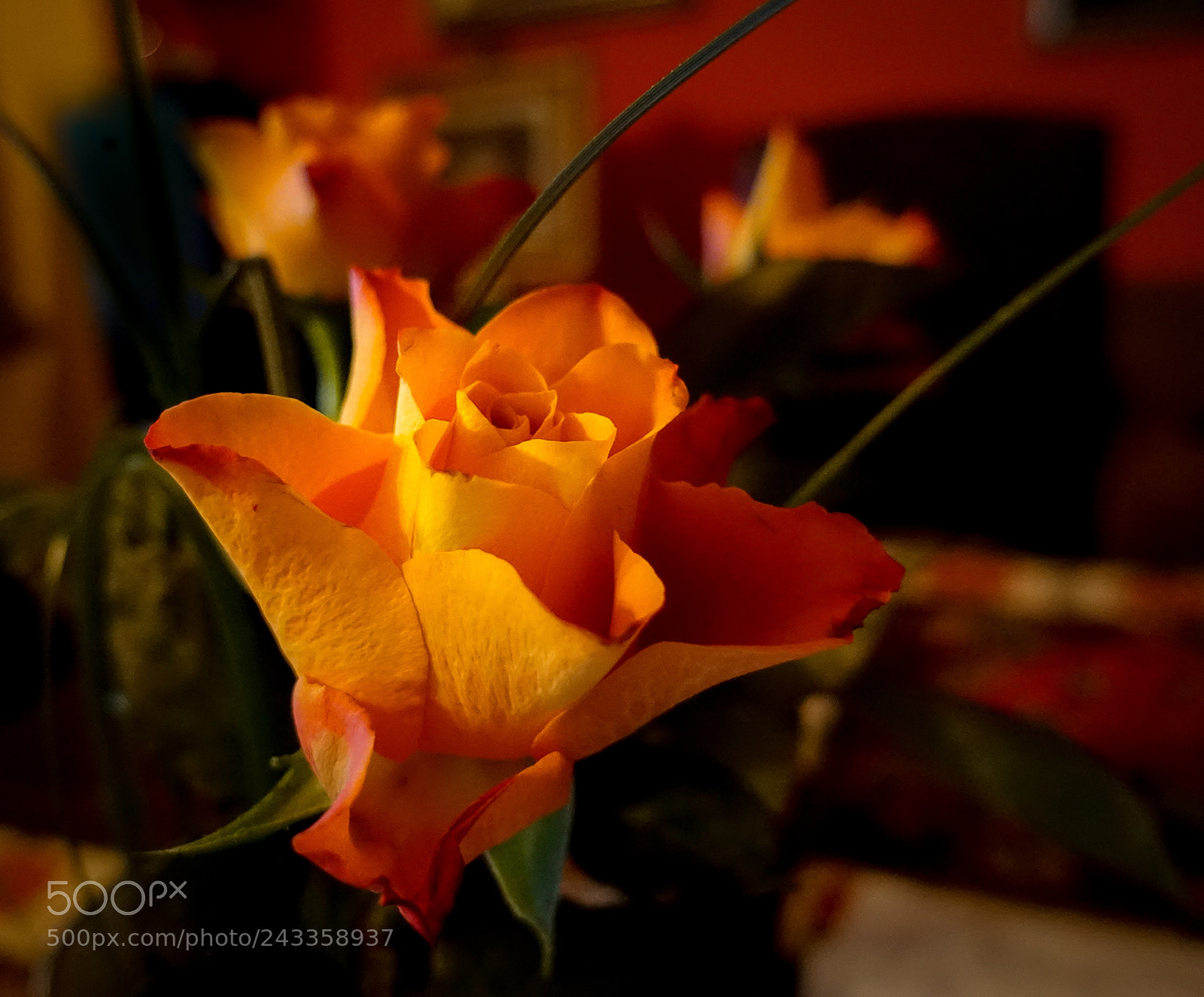 Sony DSC-RX100M5 sample photo. Roza imieninowa - rose photography