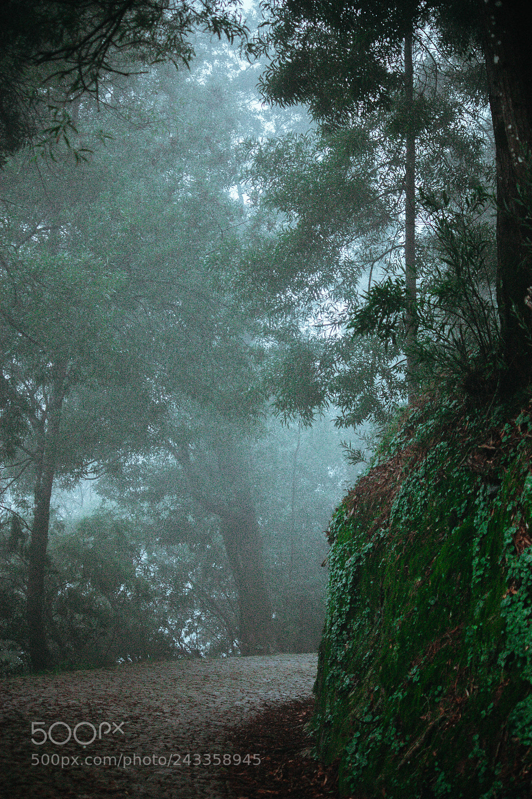 Canon EOS 450D (EOS Rebel XSi / EOS Kiss X2) sample photo. Misty forest photography