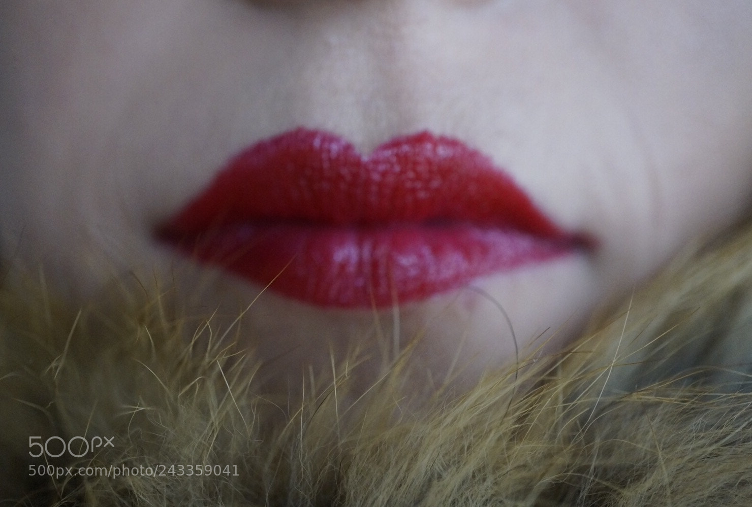 Sony Alpha NEX-6 sample photo. 52 weeks | week three | red photography