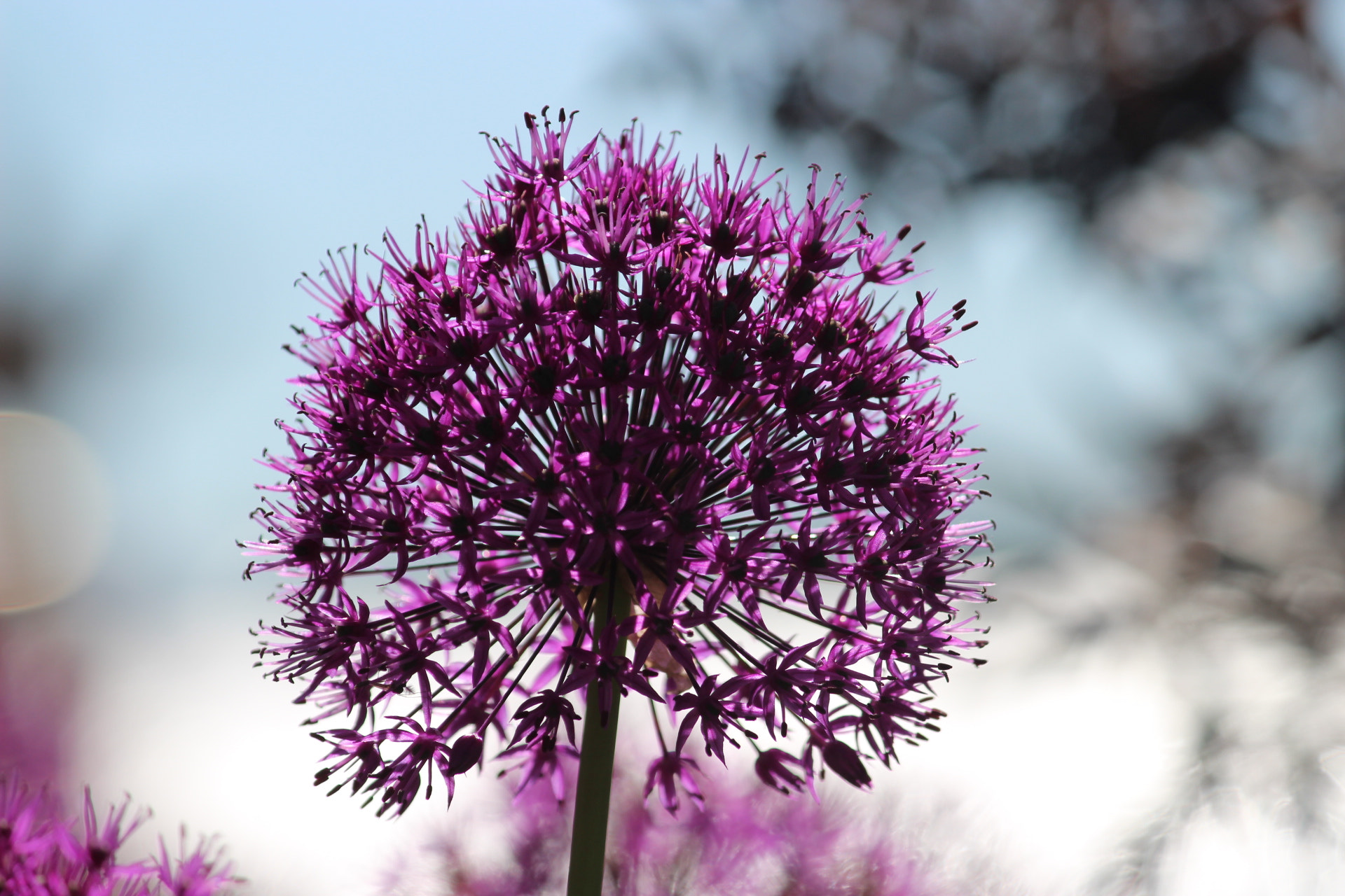 Canon EF-S 55-250mm F4-5.6 IS II sample photo. 53@4 photography
