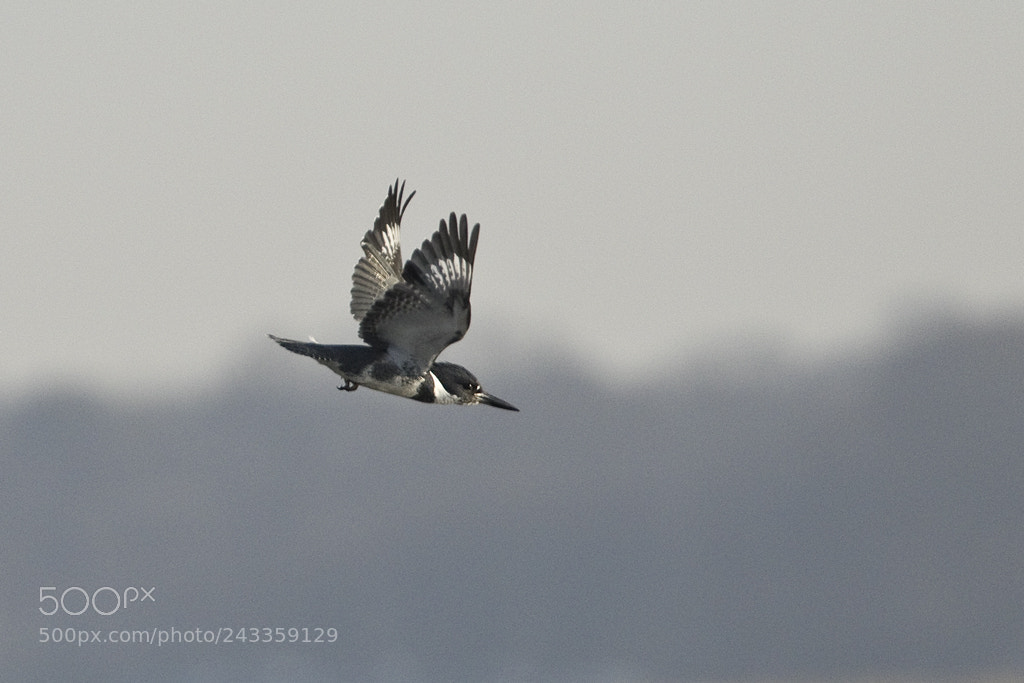 Canon EOS 7D Mark II sample photo. Belted kingfisher, connecticut, 2017 photography