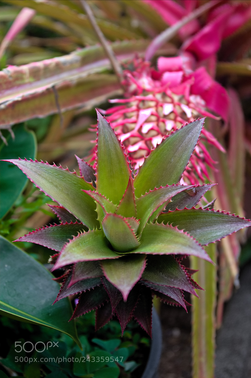 Pentax K-3 sample photo. Unripe pineapple photography