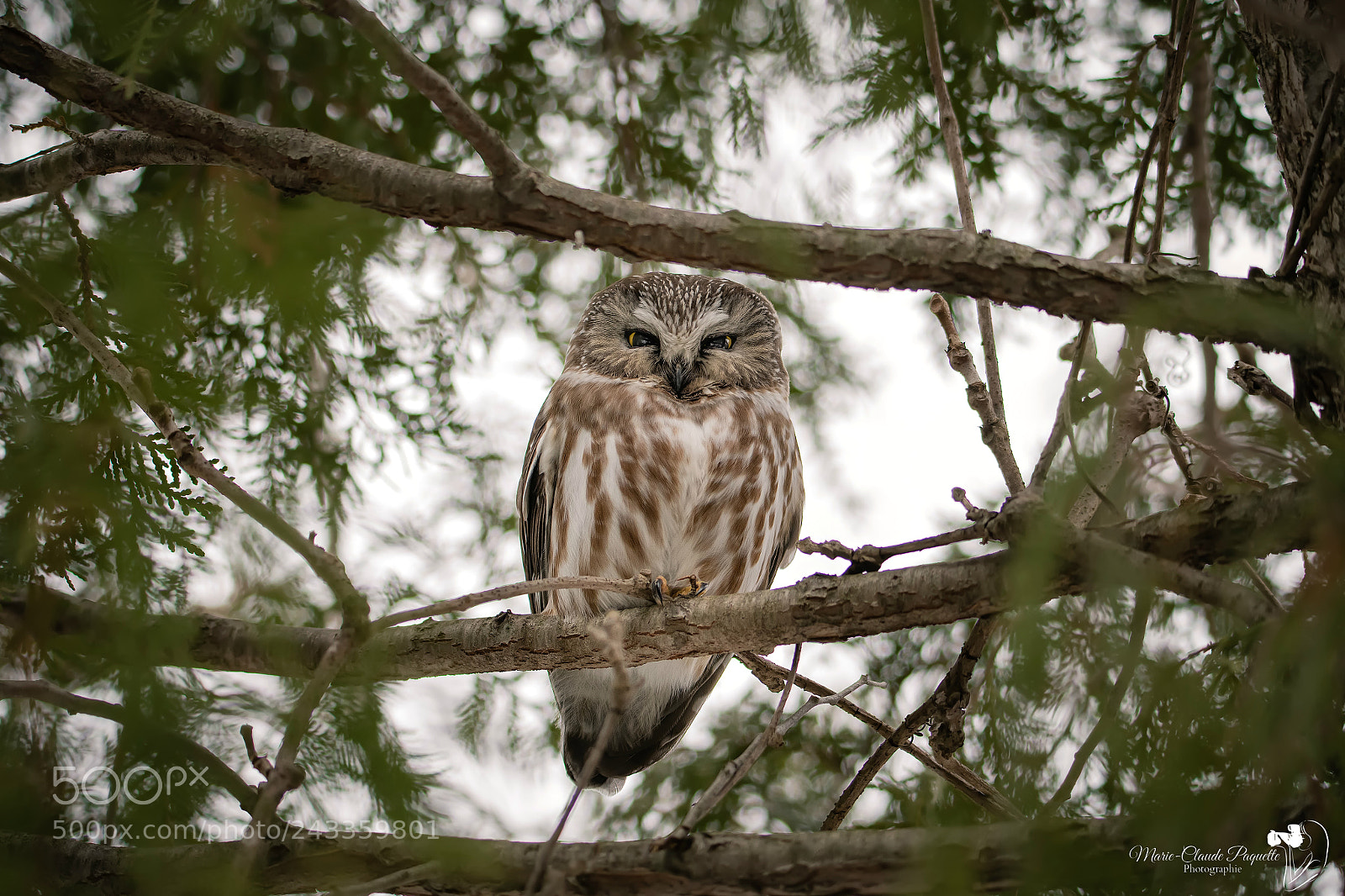 Nikon D500 sample photo. Petite nyctale photography