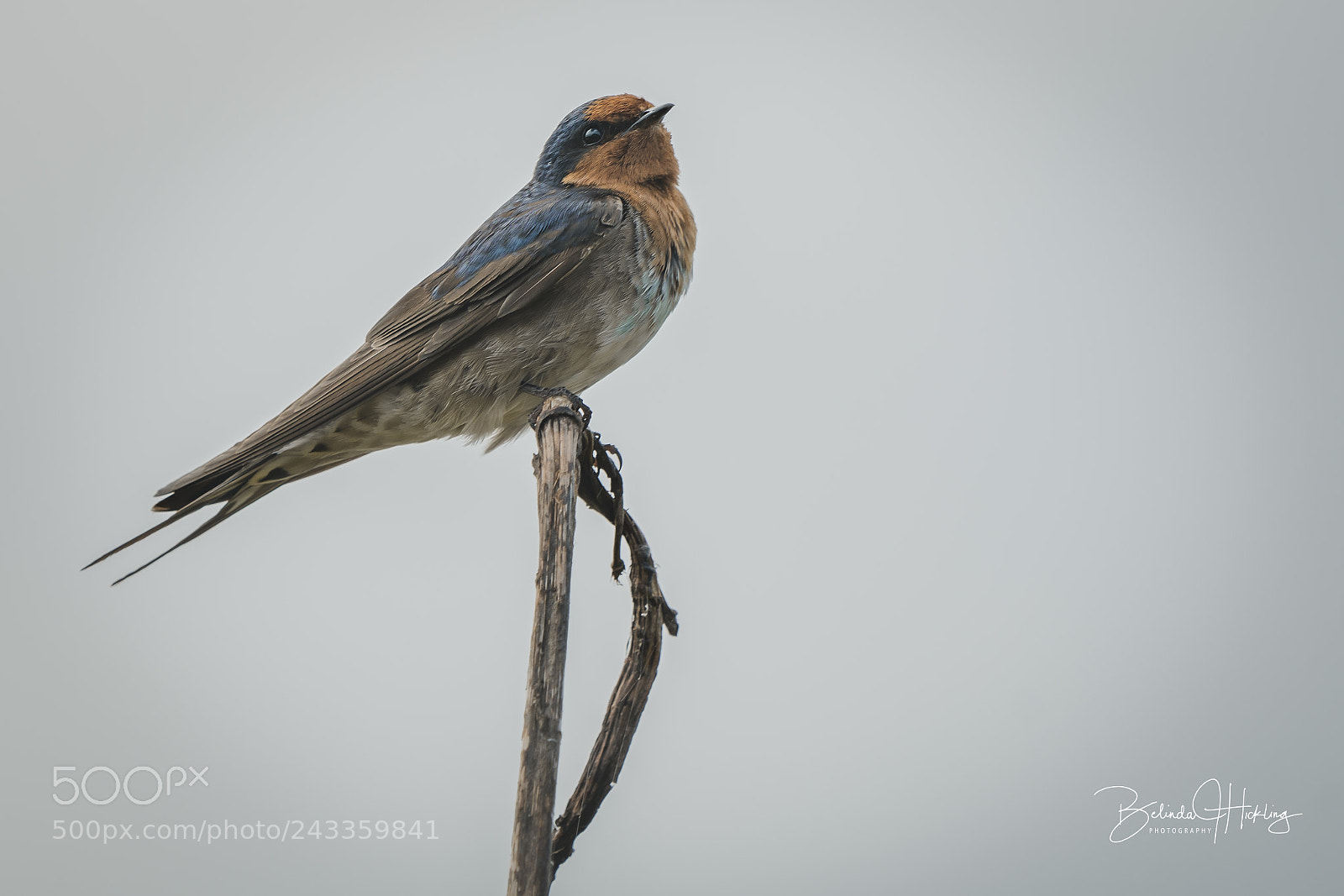 Sony a7R II sample photo. Welcome swallow photography