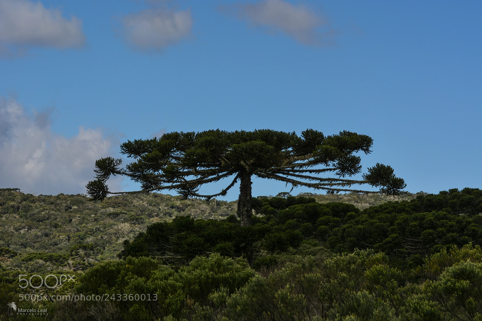 Nikon D7100 sample photo. Fragments of nature - 5 photography
