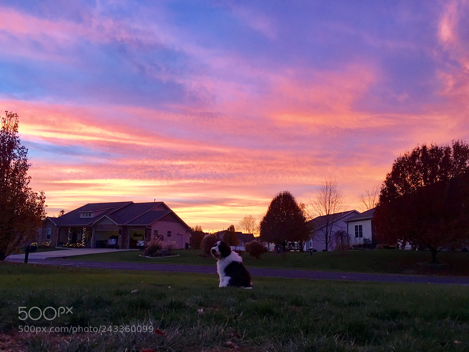 Apple iPhone 6s Plus sample photo. Sunset pup photography