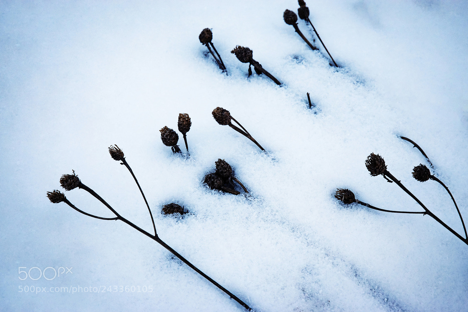 Nikon D5500 sample photo. Obliquely snowy dry grass photography
