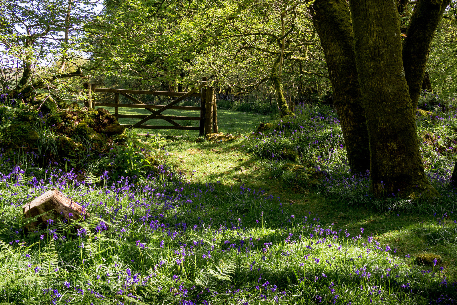 Nikon D610 sample photo. Bluebells - a taste photography
