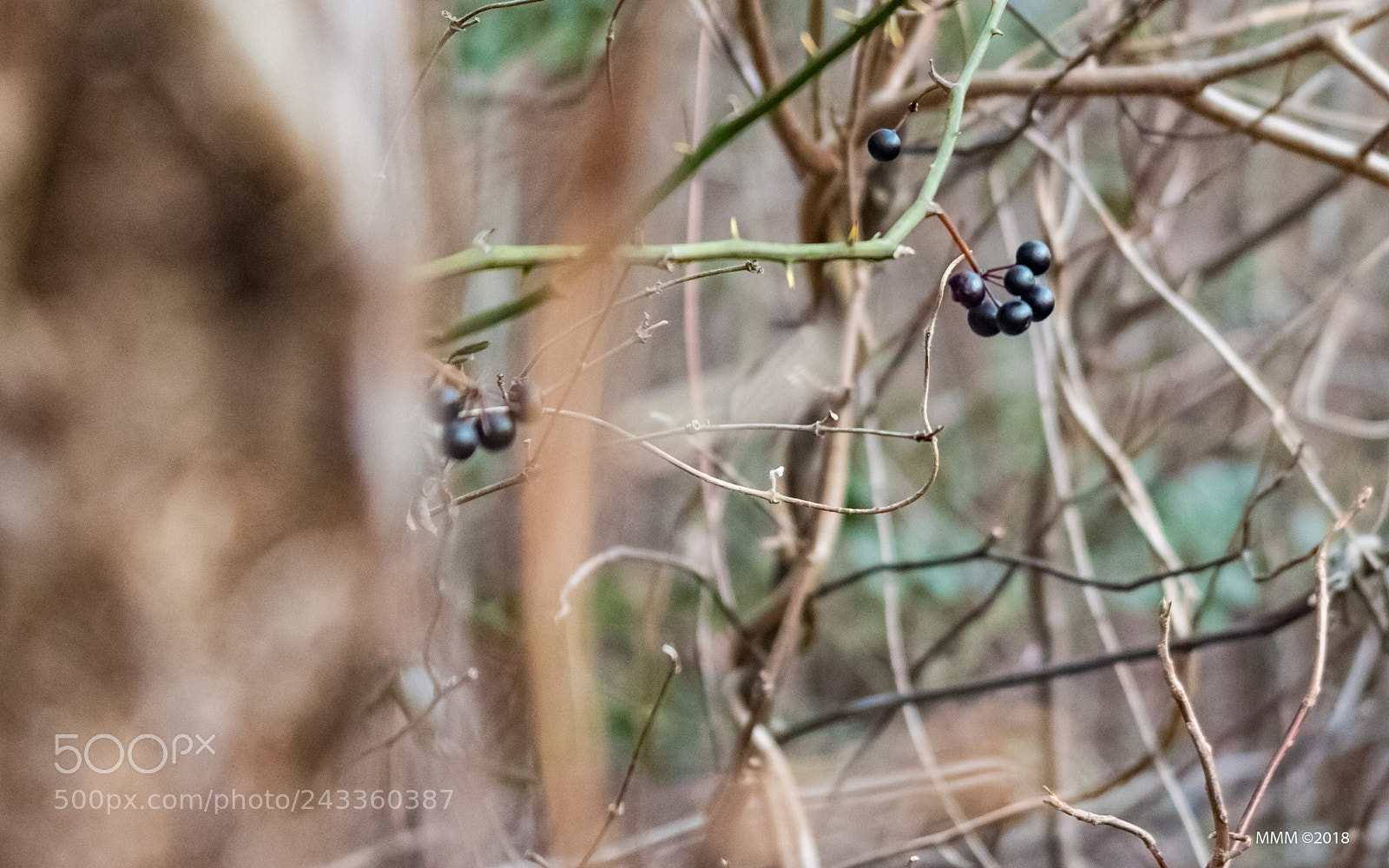 Canon EOS 77D (EOS 9000D / EOS 770D) sample photo. Dangling photography