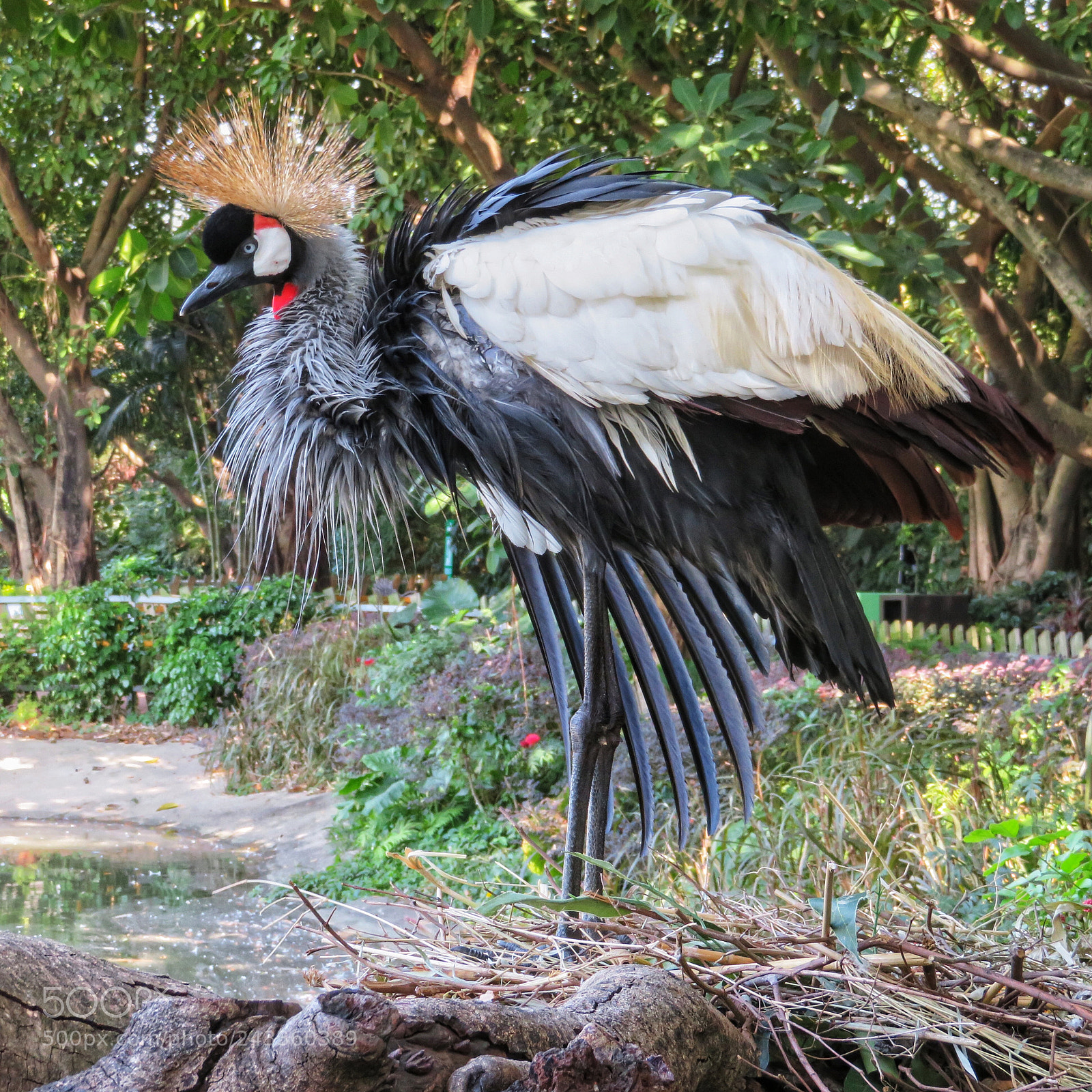 Canon PowerShot SX720 HS sample photo. Grey crowned crane photography