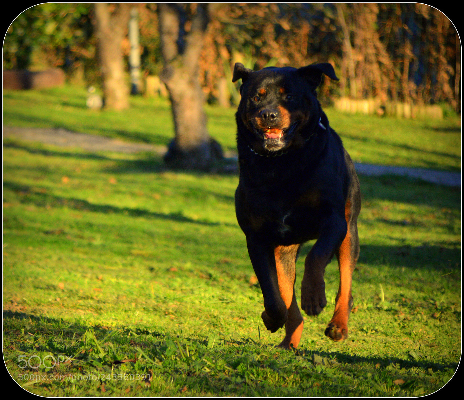Nikon D3200 sample photo. Rottweiler peque a carrera photography