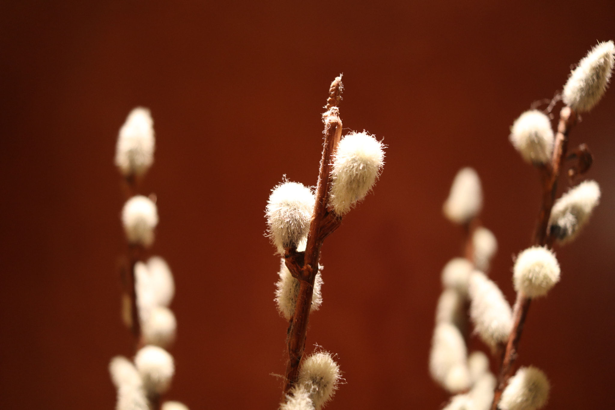 Canon EF-S 24mm F2.8 STM sample photo. Untitled photography