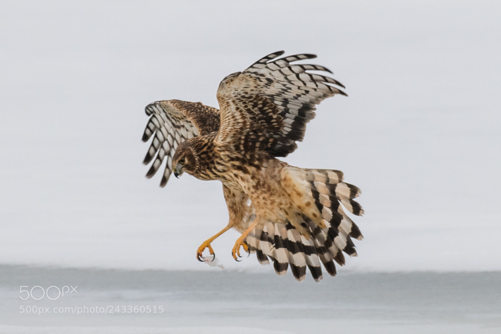 Nikon D850 sample photo. Goshawk photography
