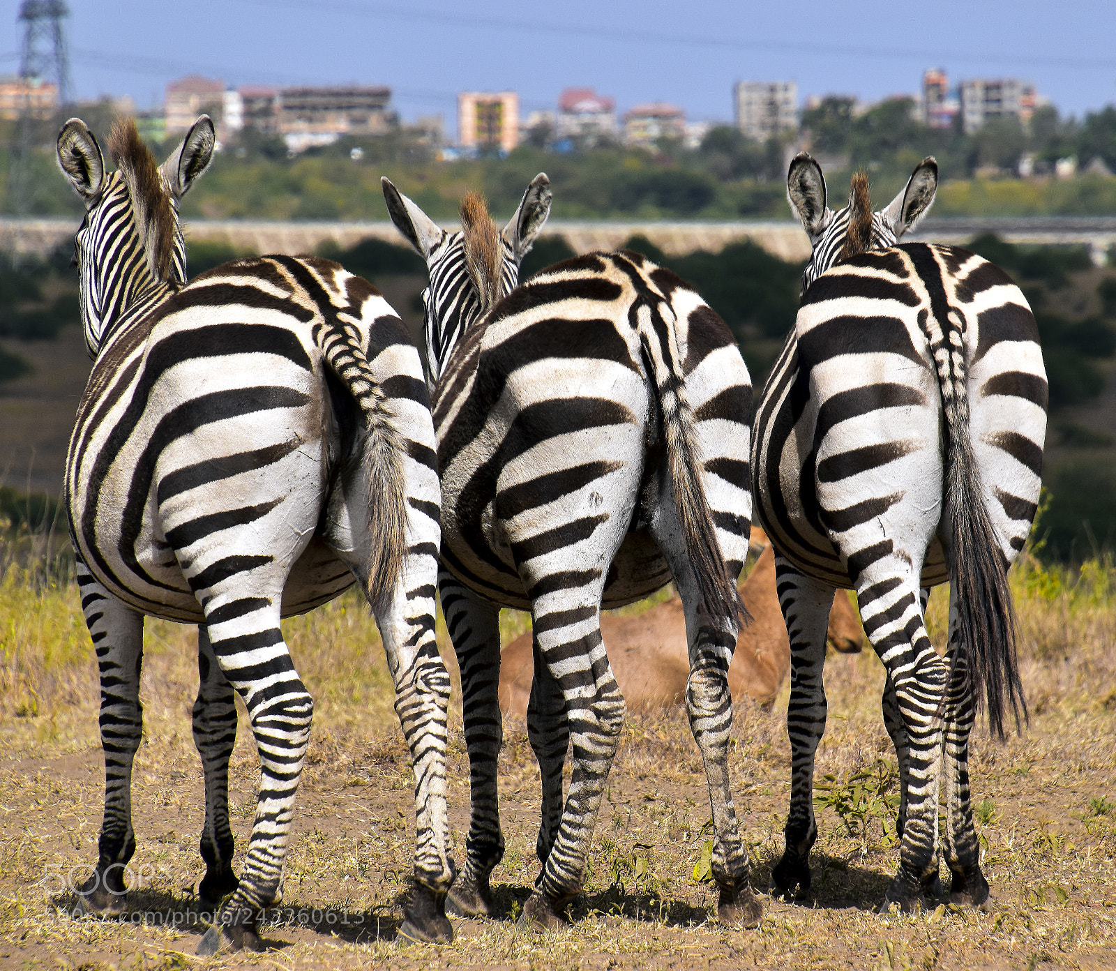 Nikon D5600 sample photo. Striped ass photography