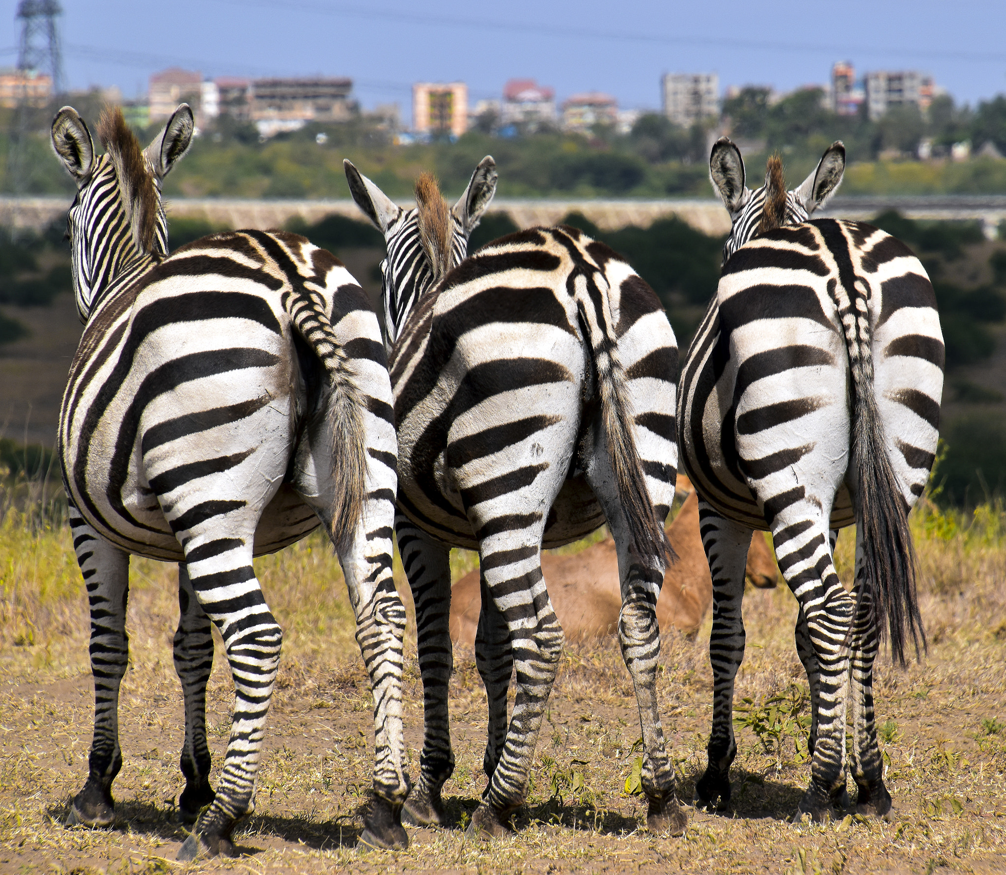 Striped Ass