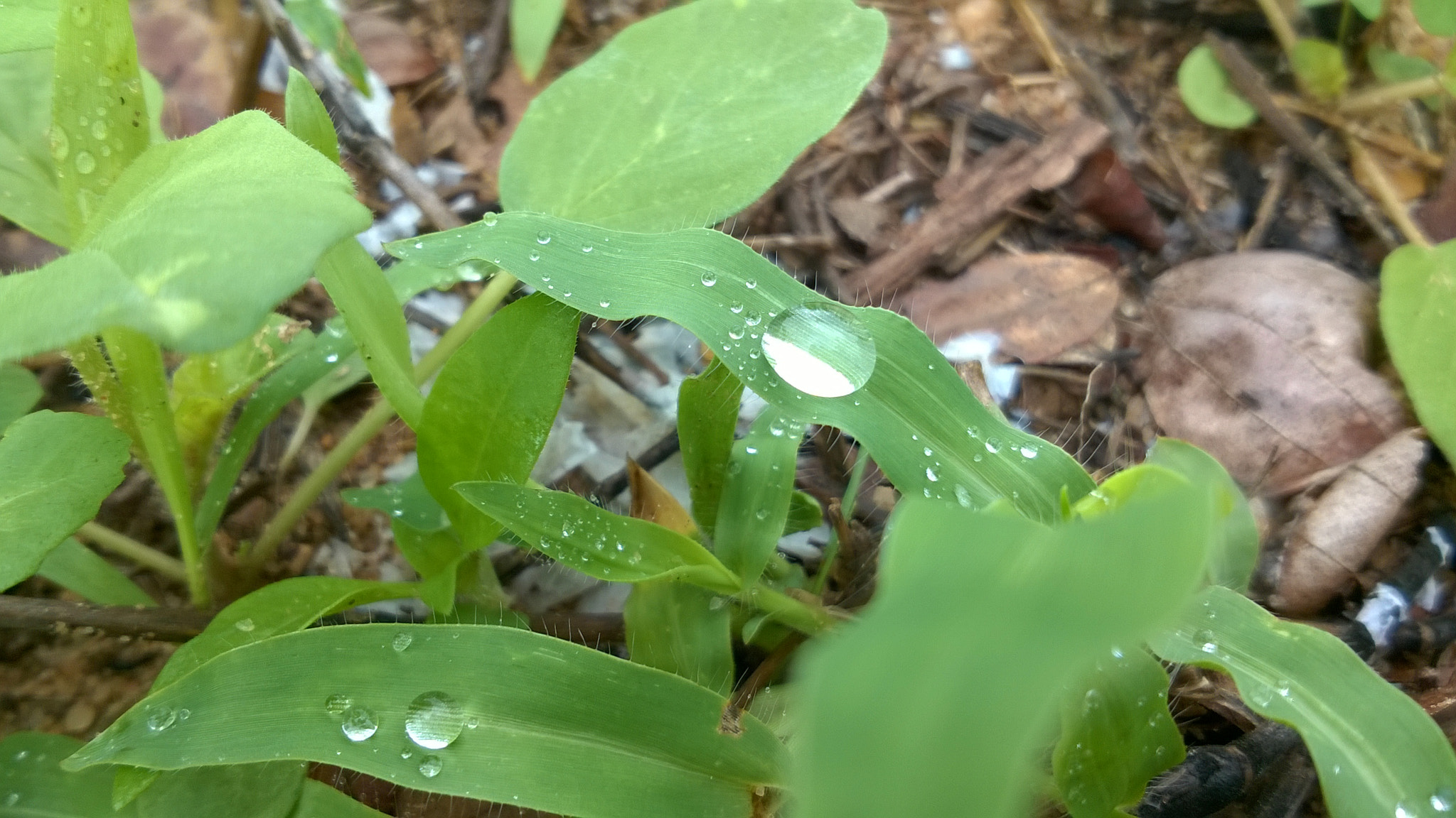 Nokia Lumia 730 Dual SIM sample photo. Water on leaf photography