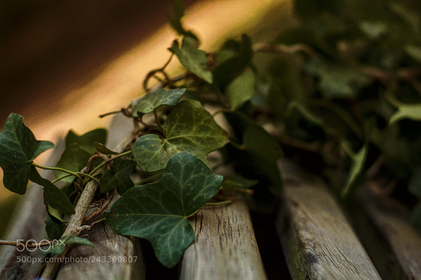 Canon EOS 1200D (EOS Rebel T5 / EOS Kiss X70 / EOS Hi) sample photo. Ivy photography