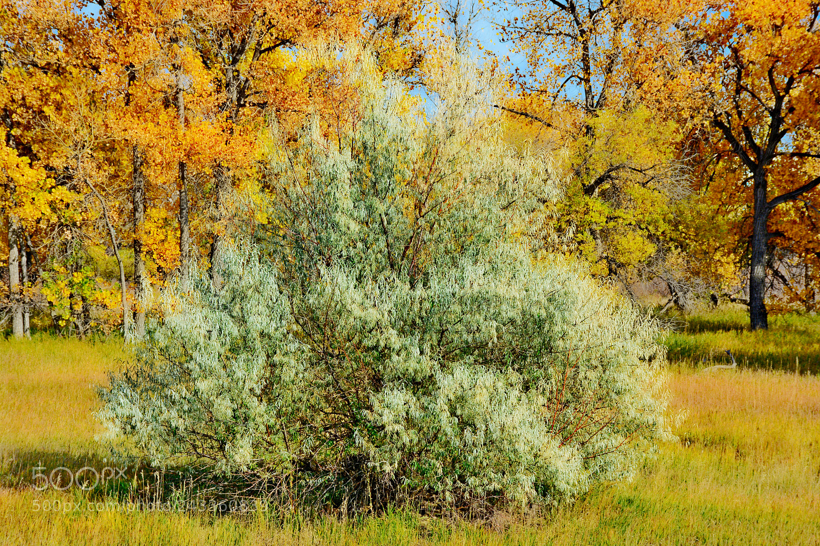 Nikon D7100 sample photo. Cherry creek trail study photography