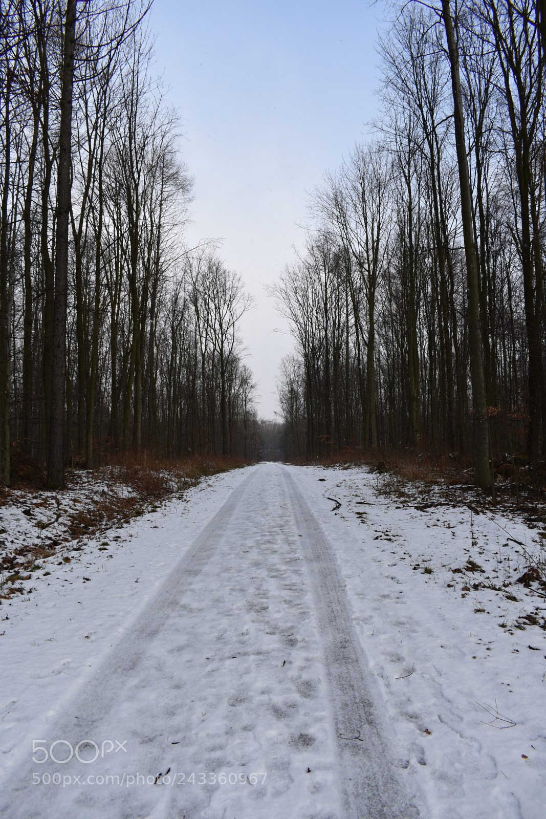 Nikon D3400 sample photo. Snowy road through forest photography