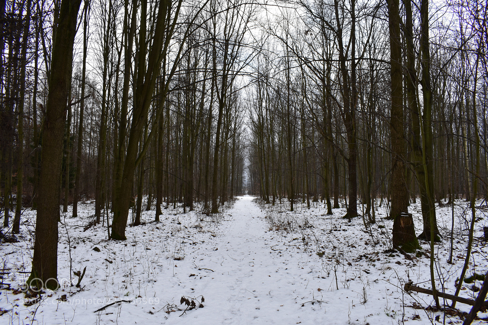 Nikon D3400 sample photo. Forgotten path in forest photography
