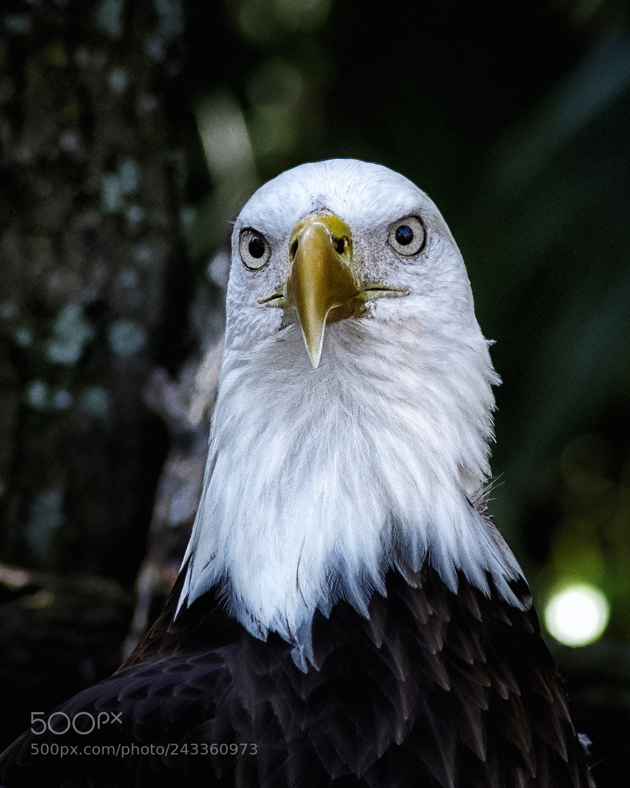Pentax K-1 sample photo. Bald eagle photography