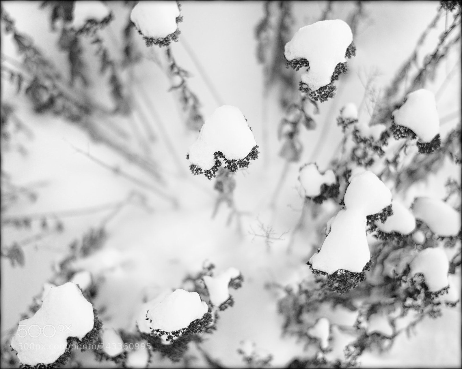 Leica M9 sample photo. Winter (2) photography