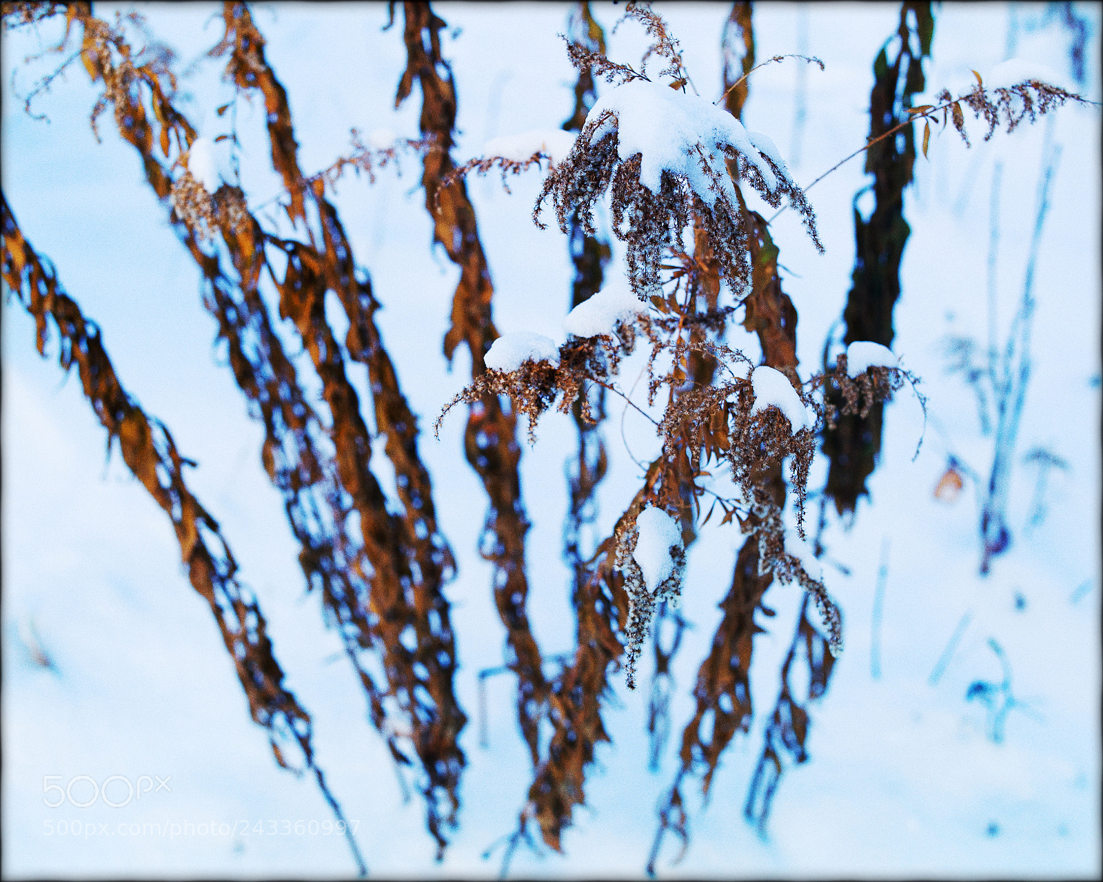 Leica M9 sample photo. Winter (3) photography