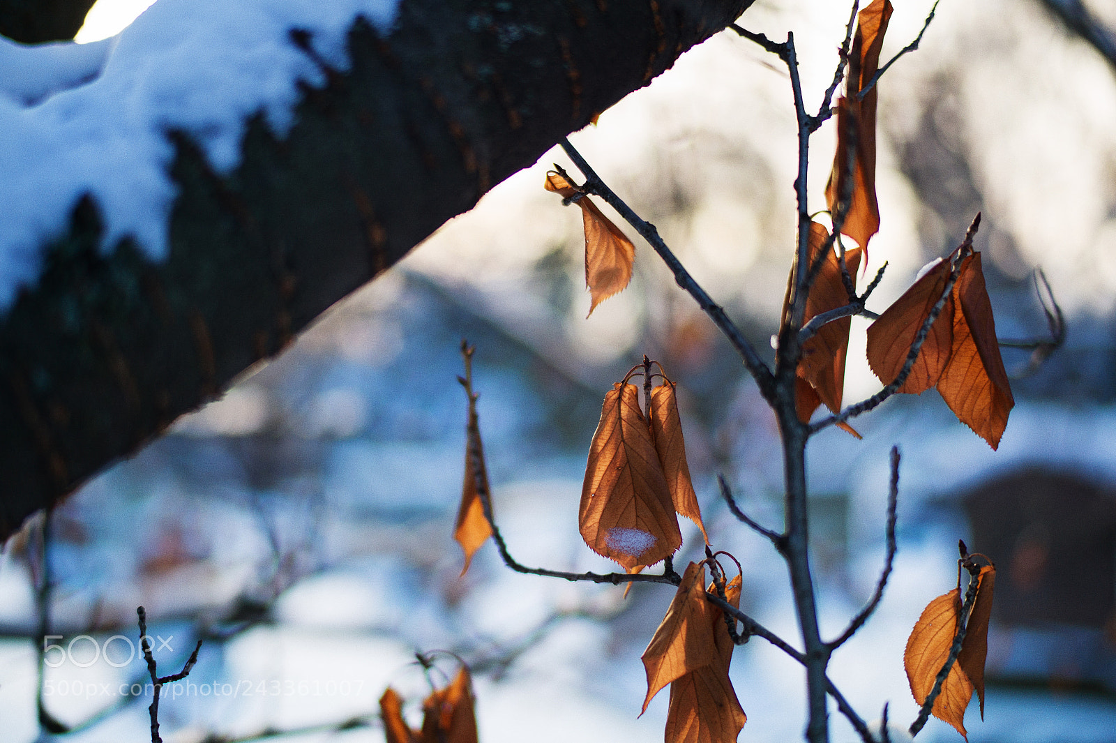 Leica M9 sample photo. Winter leaves photography