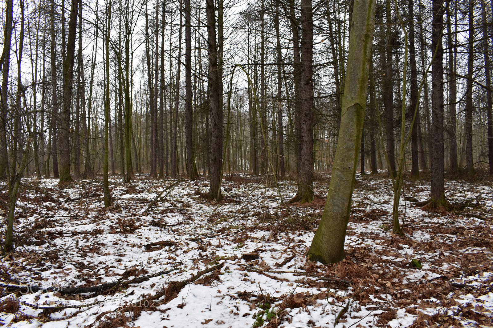 Nikon D3400 sample photo. Forest during warm winter photography