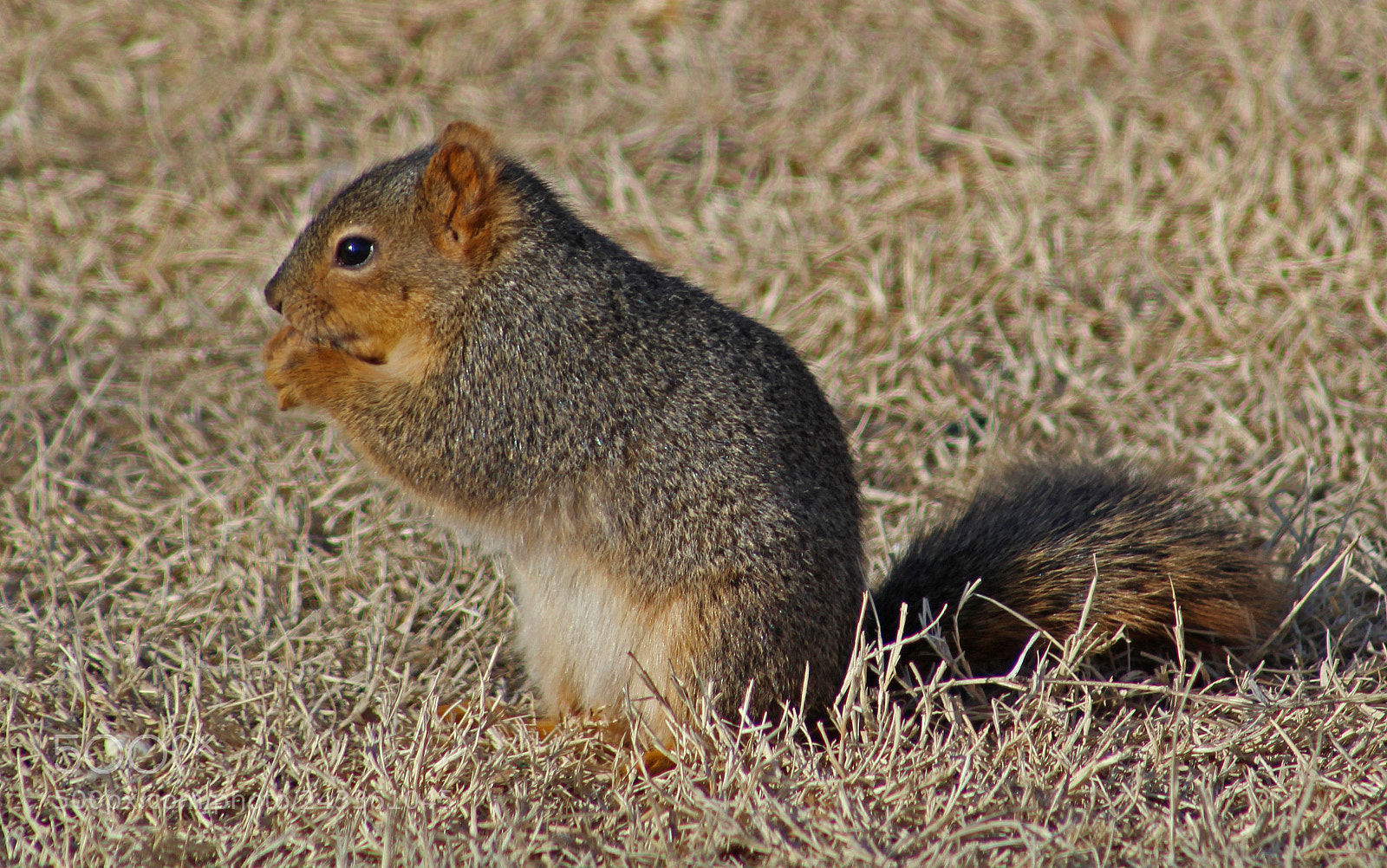 Canon EOS 1200D (EOS Rebel T5 / EOS Kiss X70 / EOS Hi) sample photo. Squirrel photography