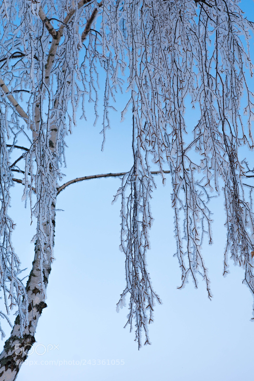 Sony ILCA-77M2 sample photo. Frost photography