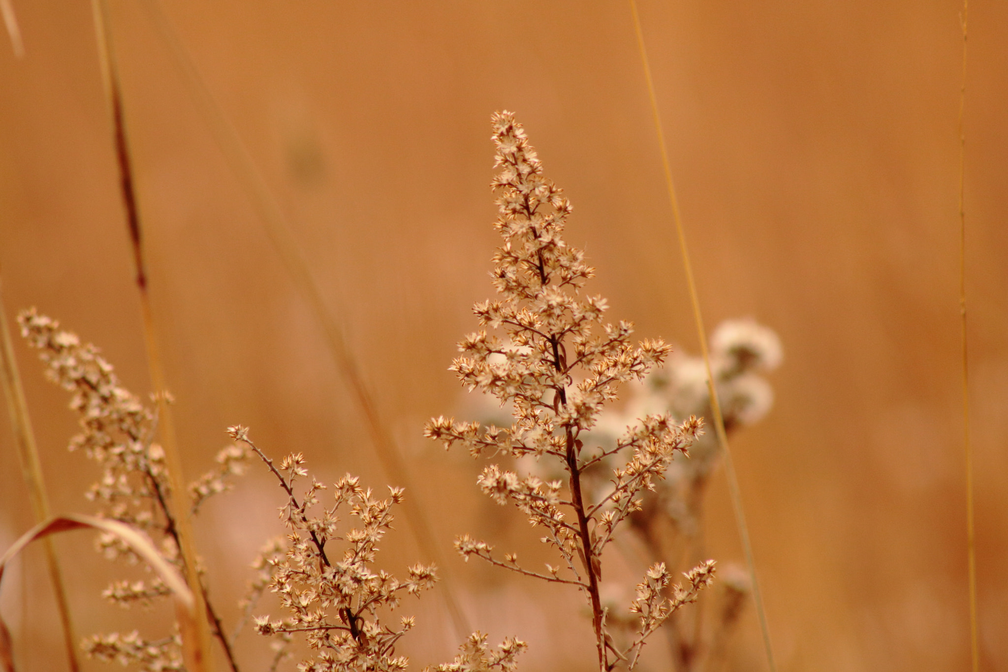 Canon EOS 750D (EOS Rebel T6i / EOS Kiss X8i) + EF75-300mm f/4-5.6 sample photo. Img photography