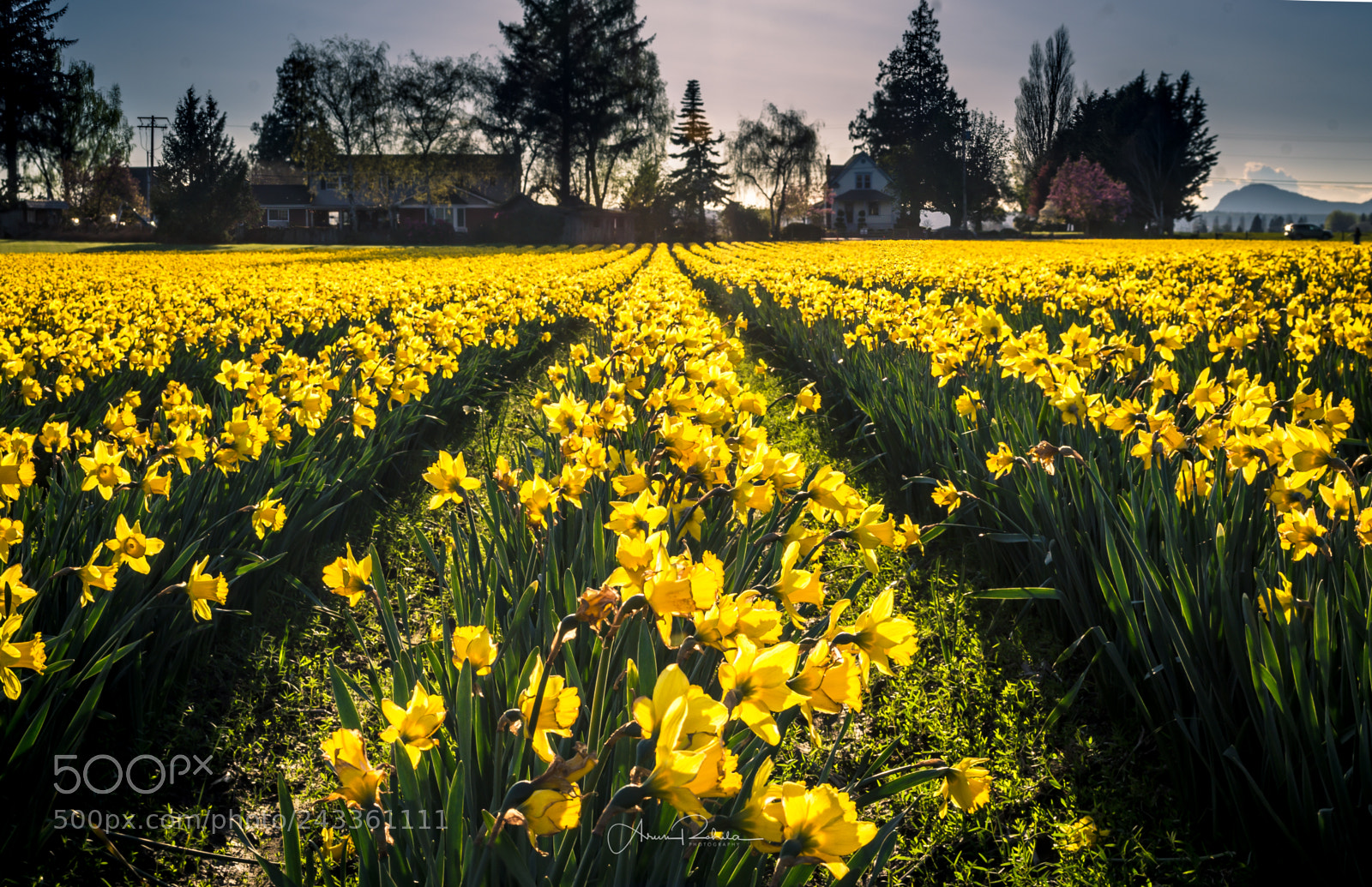 Nikon D5100 sample photo. Yellow daffodil rows photography