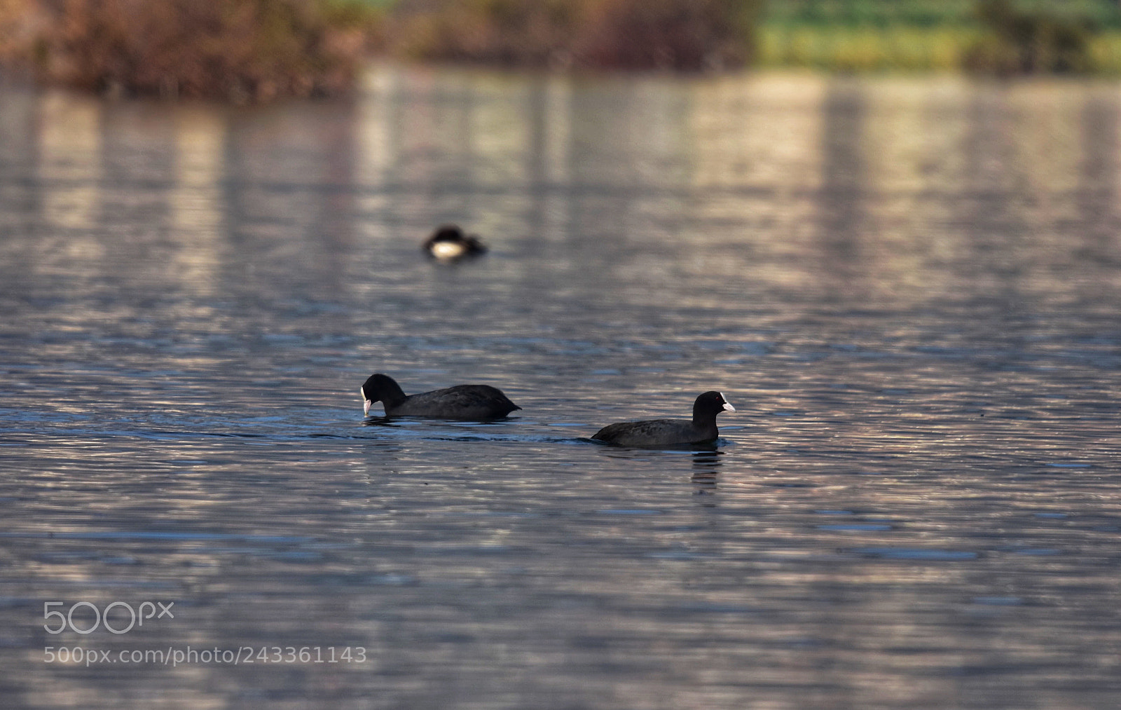 Nikon D7200 sample photo. Duck photography