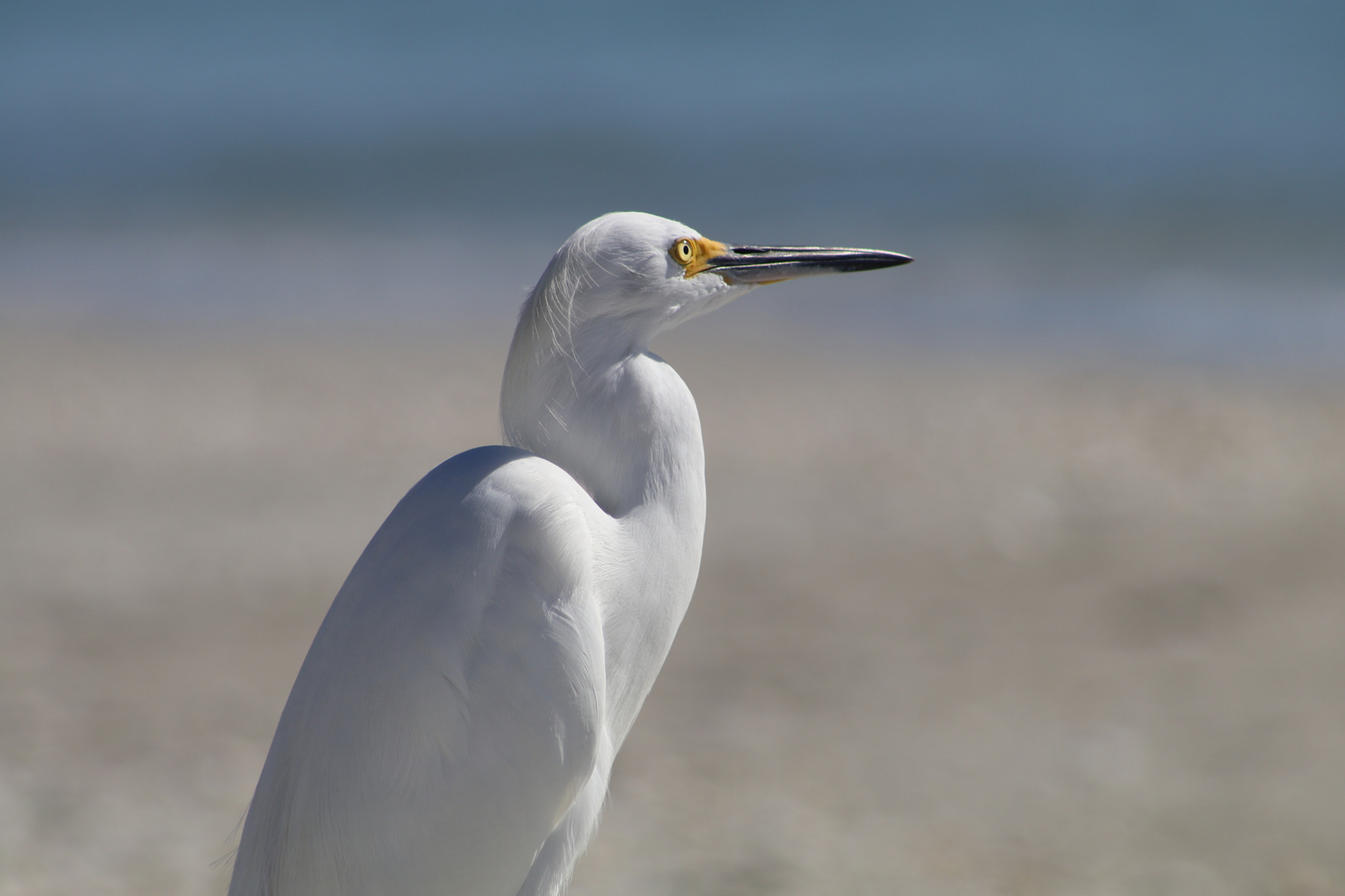 Canon EOS 80D + EF75-300mm f/4-5.6 sample photo. Snowy egret, sanibel island fl photography